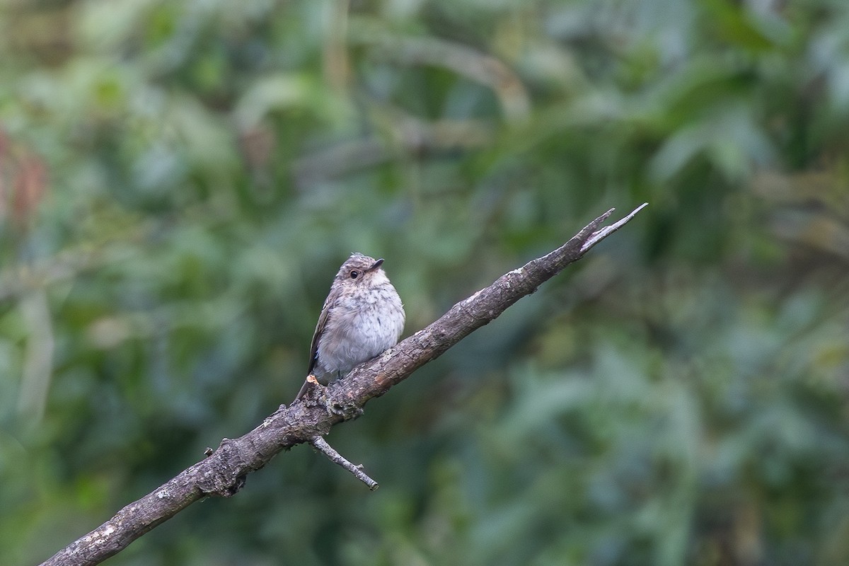 Spotted Flycatcher - Grégoire Duffez