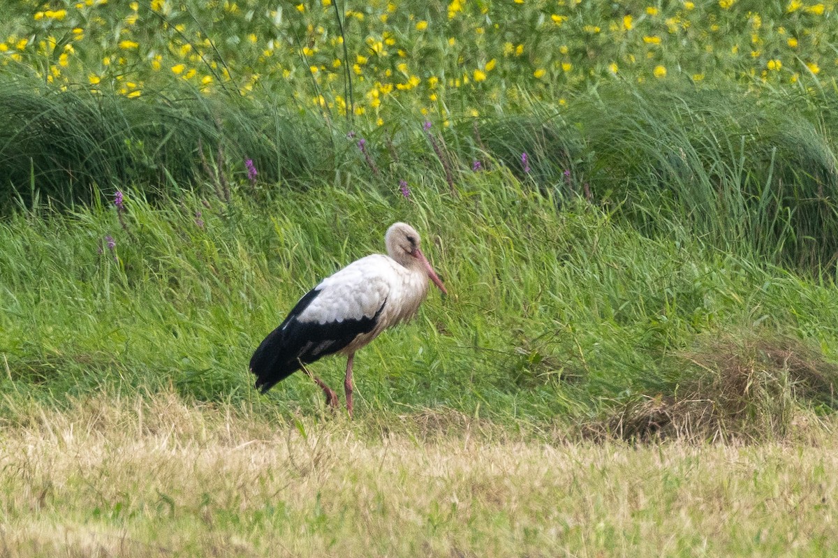 White Stork - Grégoire Duffez