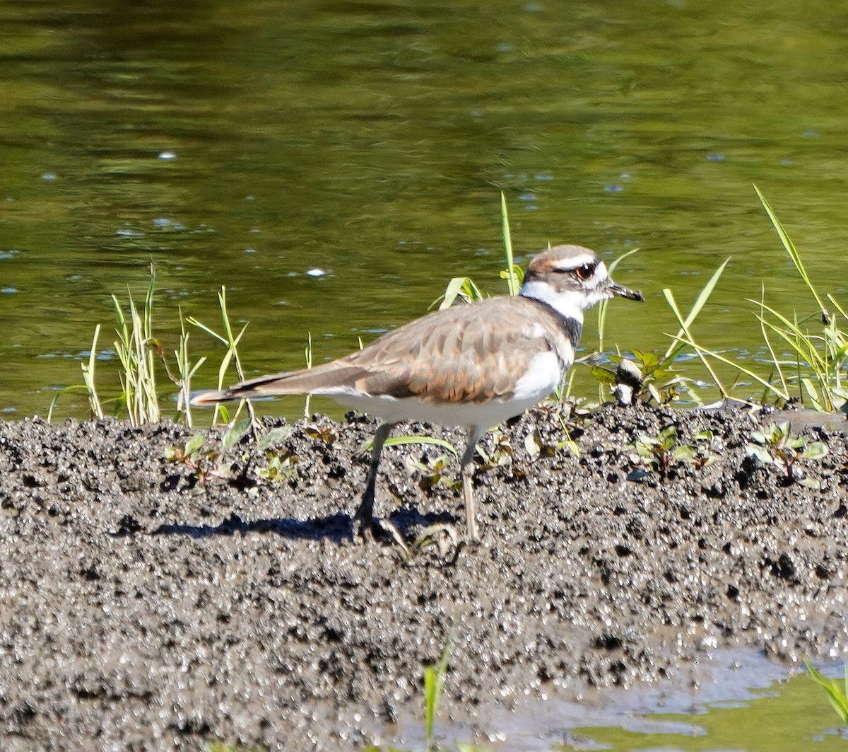 Killdeer - ML623289459