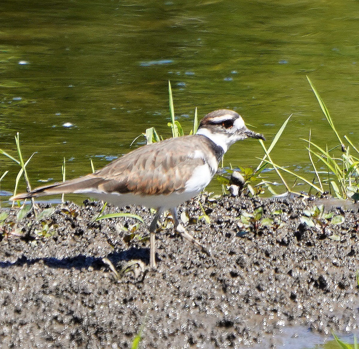 Killdeer - ML623289460