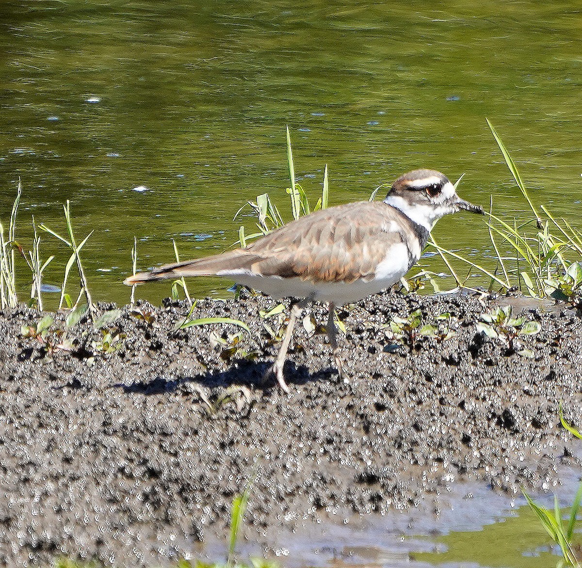 Killdeer - ML623289461