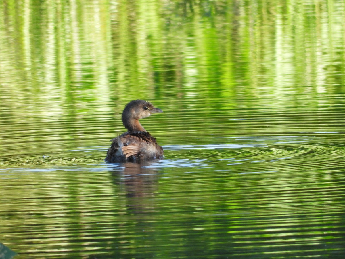 Pied-billed Grebe - ML623289464