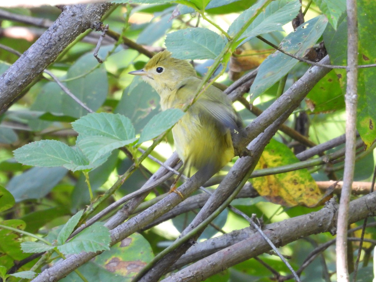 Yellow Warbler - ML623289484