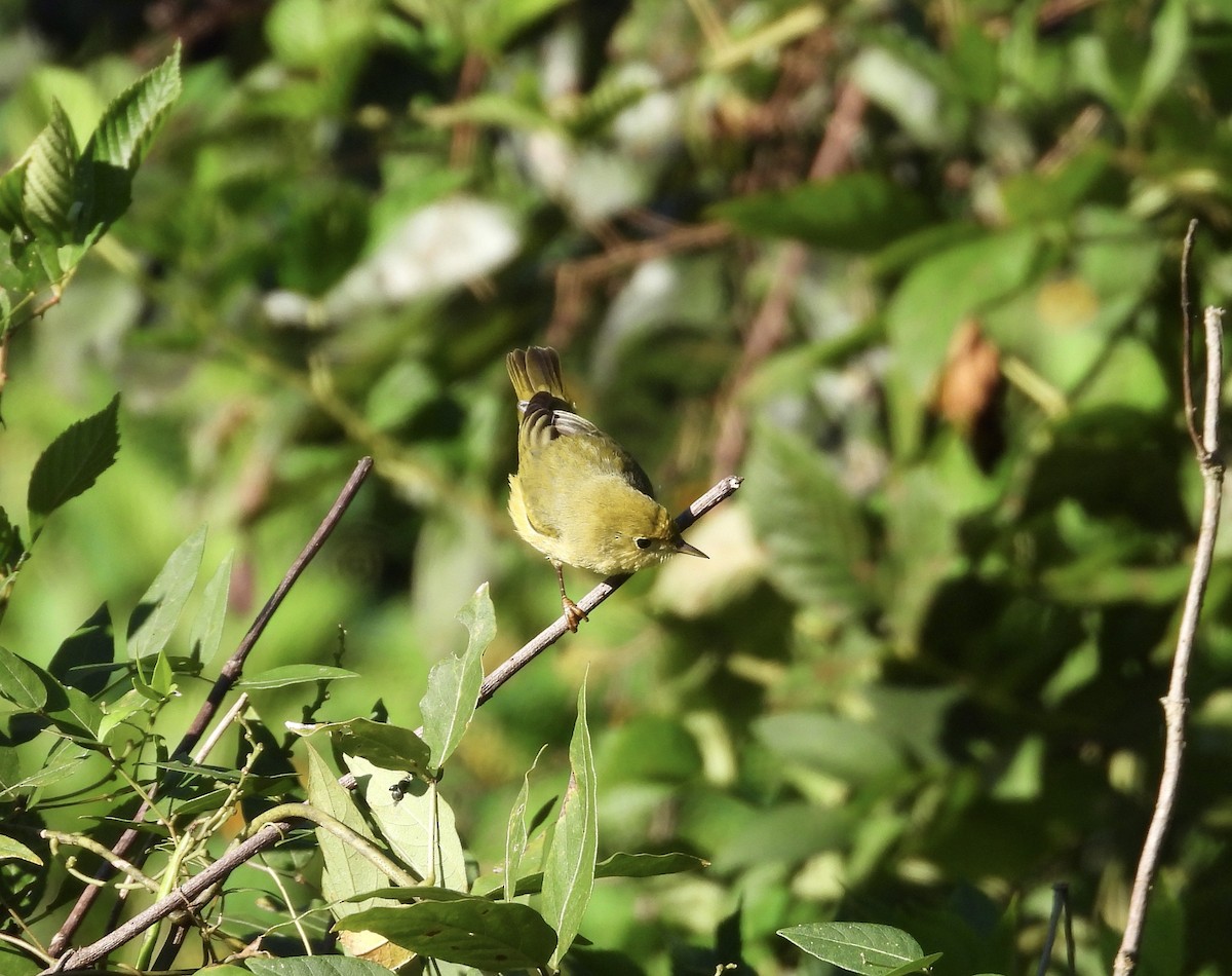 Yellow Warbler - ML623289491