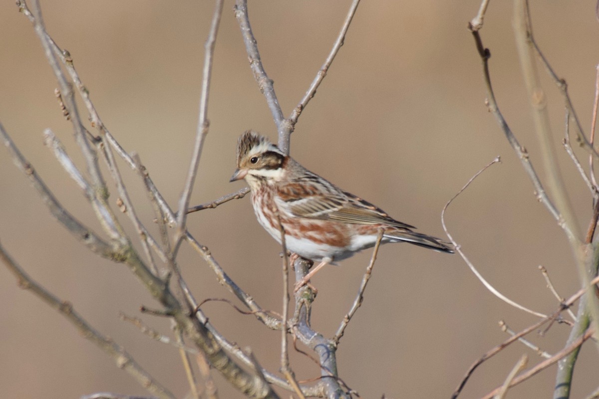 Rustic Bunting - ML623289546