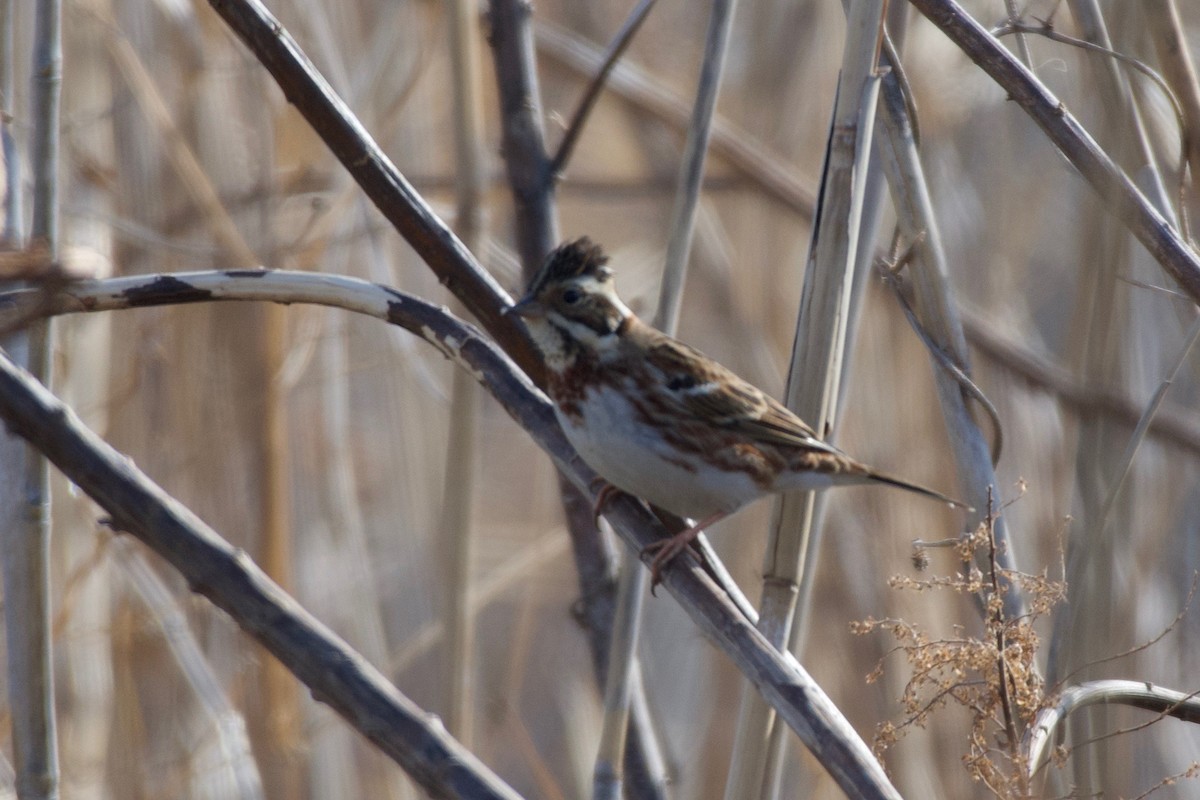 Rustic Bunting - ML623289547