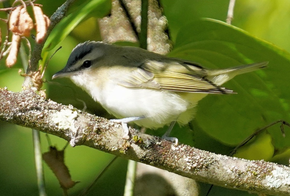 Red-eyed Vireo - ML623289585