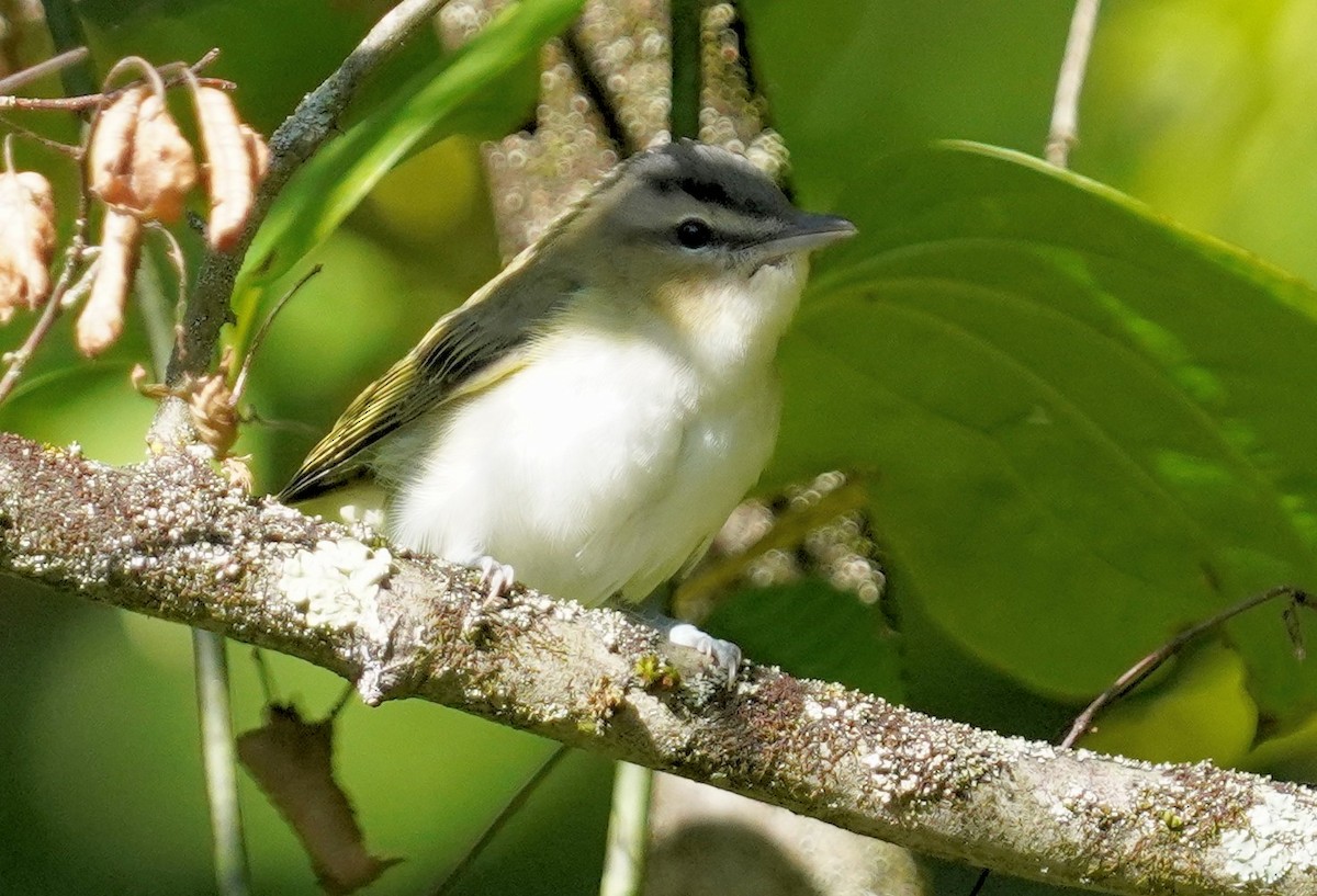 Red-eyed Vireo - ML623289589