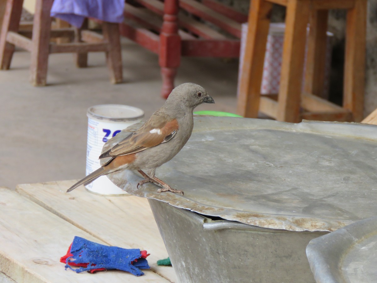 Parrot-billed Sparrow - ML623289598