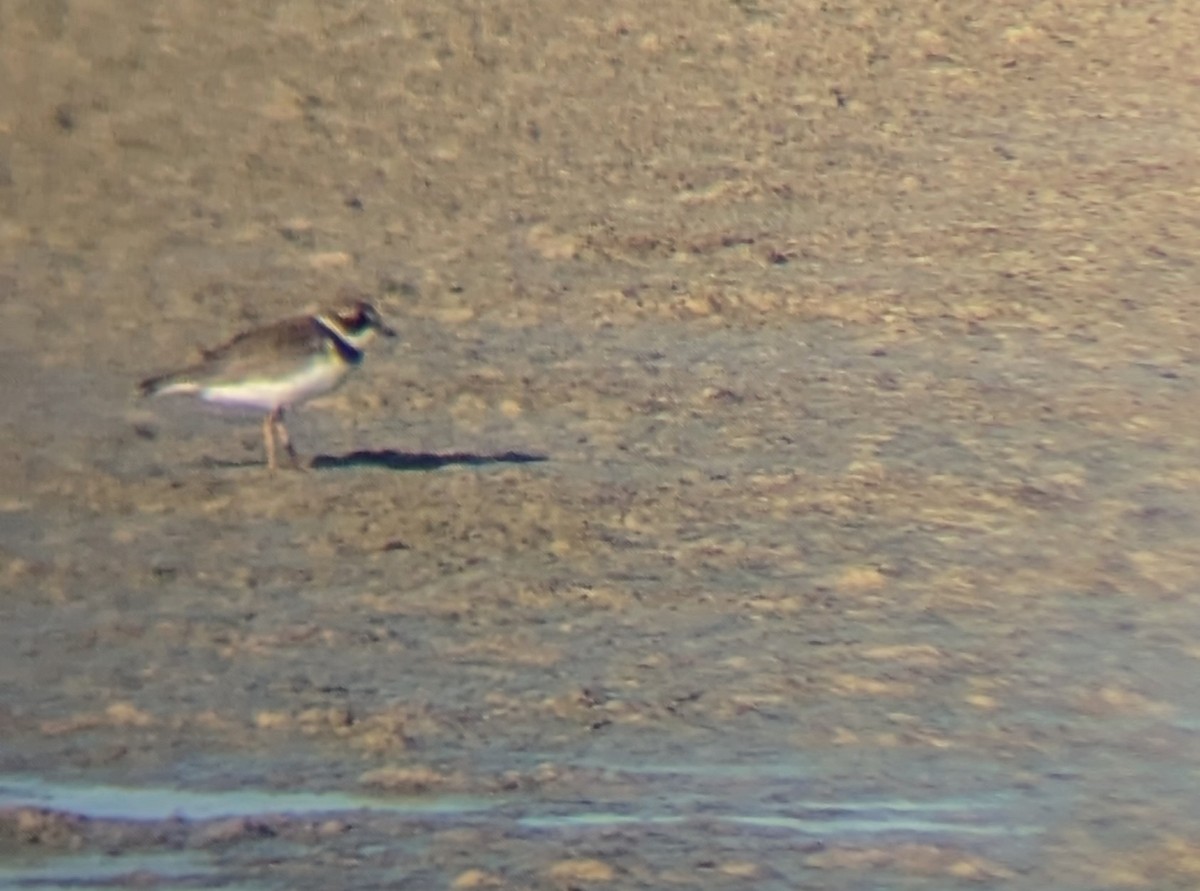 Semipalmated Plover - ML623289601