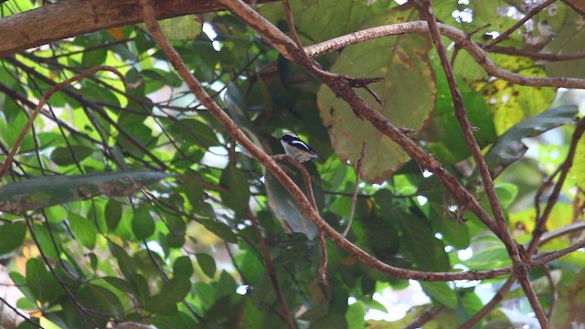 Little Pied Flycatcher - ML623289659