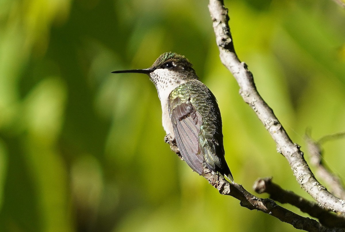 Ruby-throated Hummingbird - ML623289687