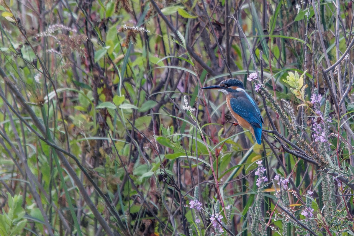 Common Kingfisher - Ido Ben-Itzhak