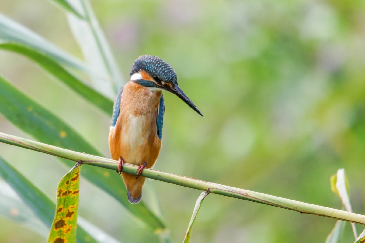 Common Kingfisher - Ido Ben-Itzhak