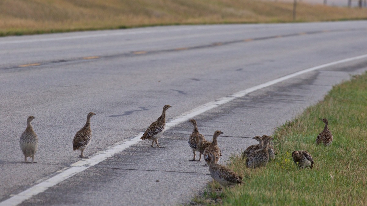 Sharp-tailed Grouse - ML623289797