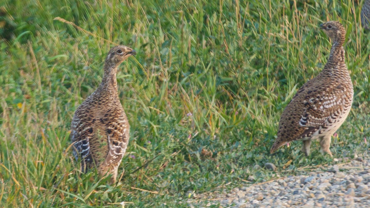 Sharp-tailed Grouse - ML623289798