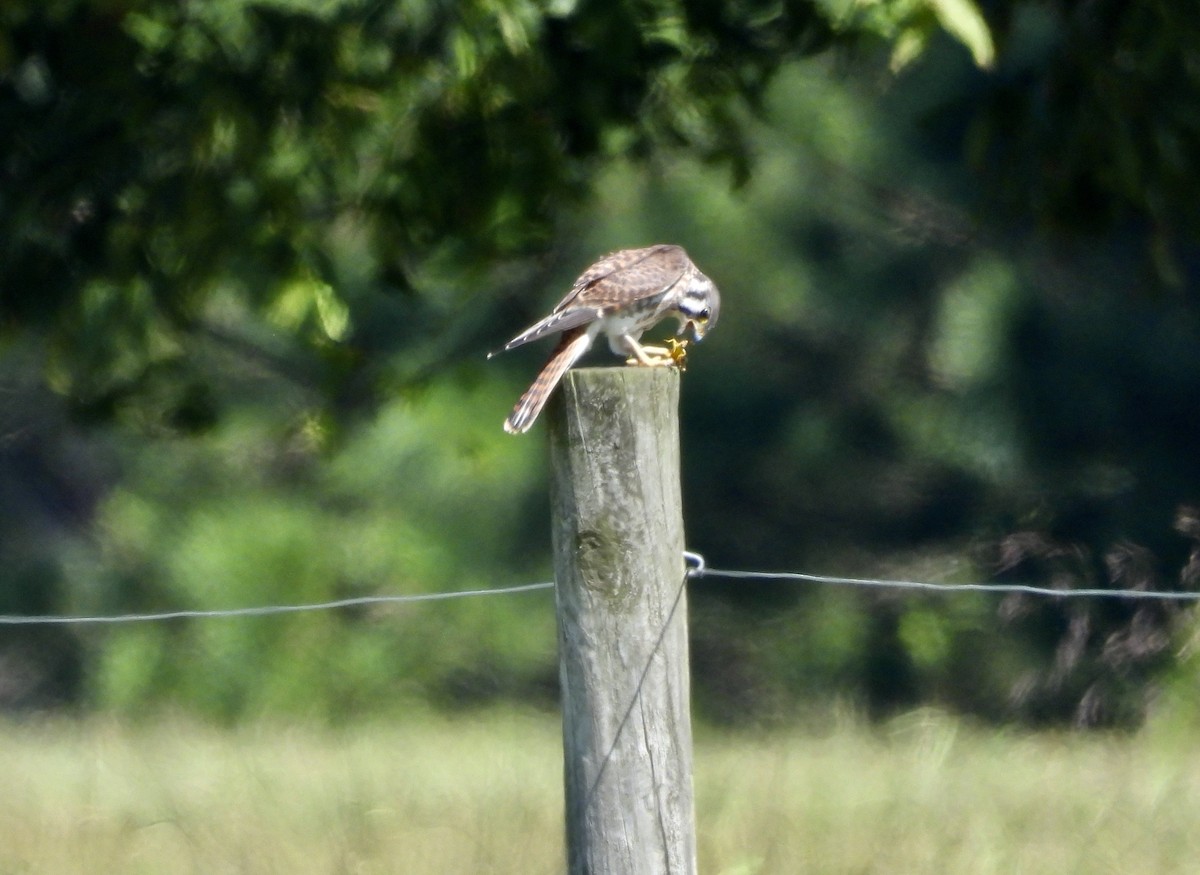 American Kestrel - ML623289805
