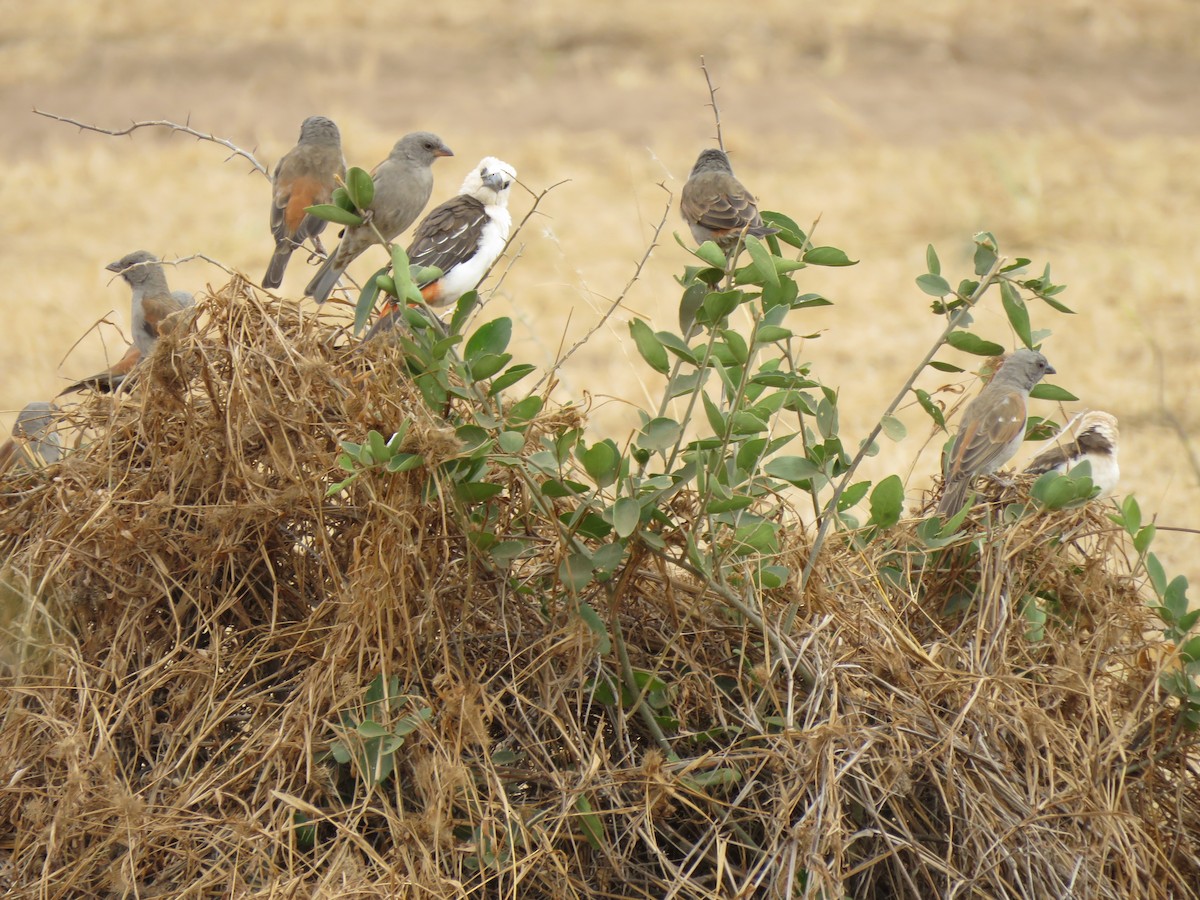 Parrot-billed Sparrow - ML623289806