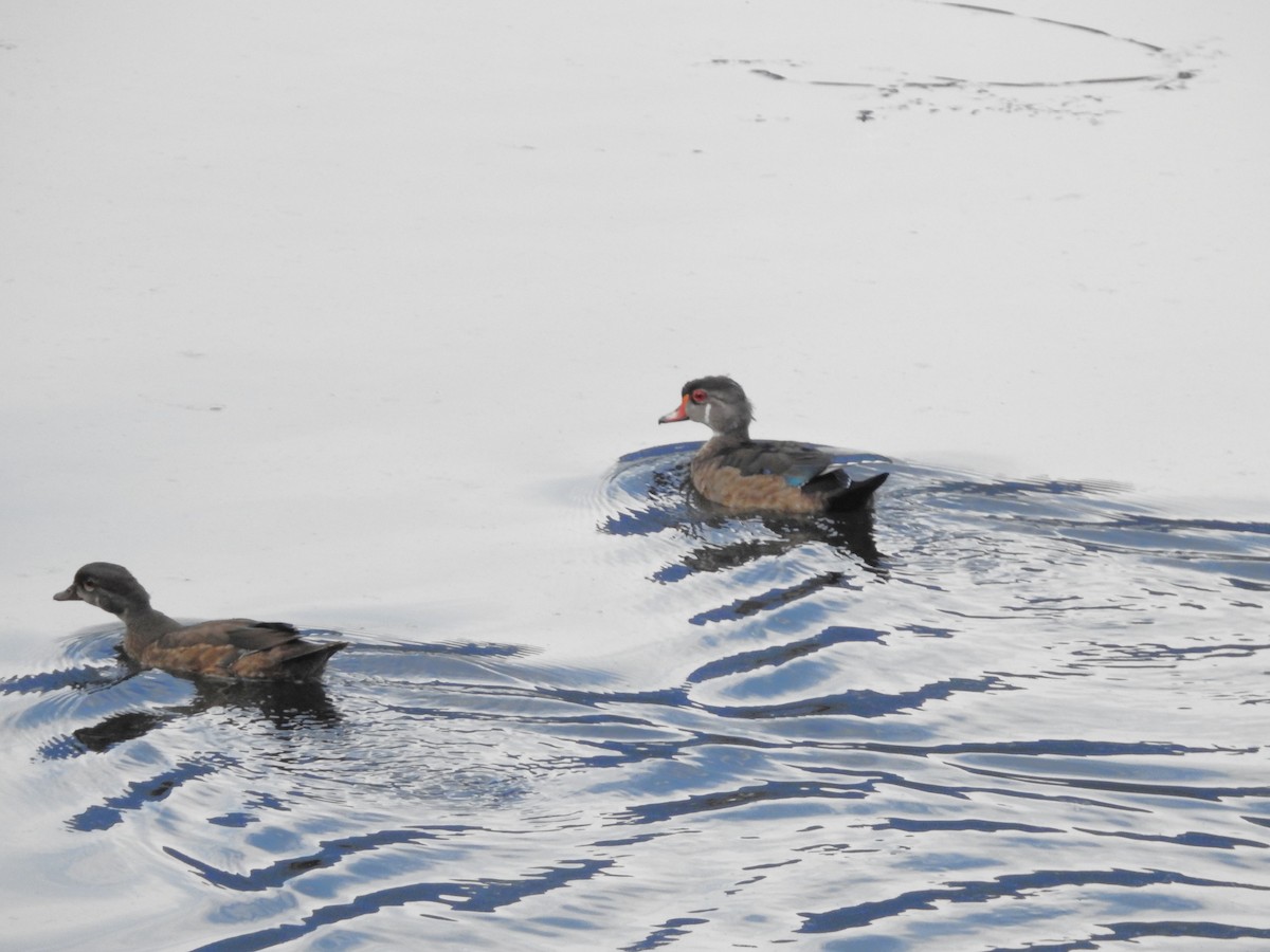 Wood Duck - Darlene Cancelliere