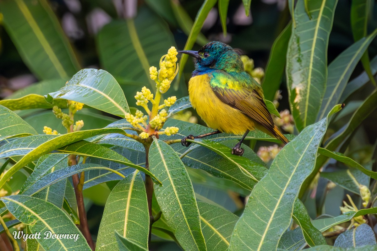 Collared Sunbird - ML623289902