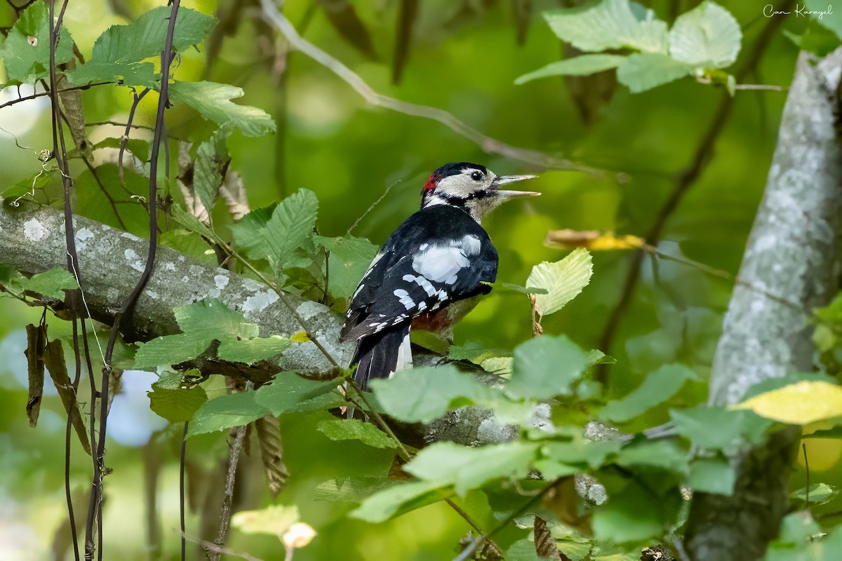 Great Spotted Woodpecker - ML623289930