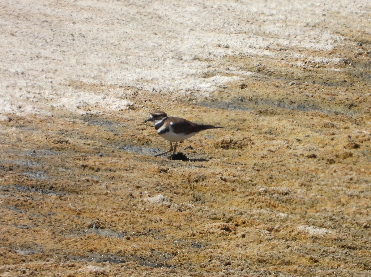 Killdeer - ML623289931