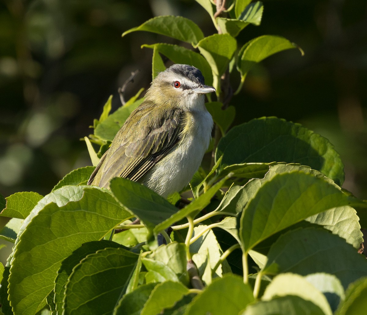 Red-eyed Vireo - ML623289933