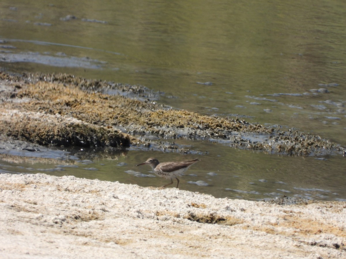 Spotted Sandpiper - ML623289946