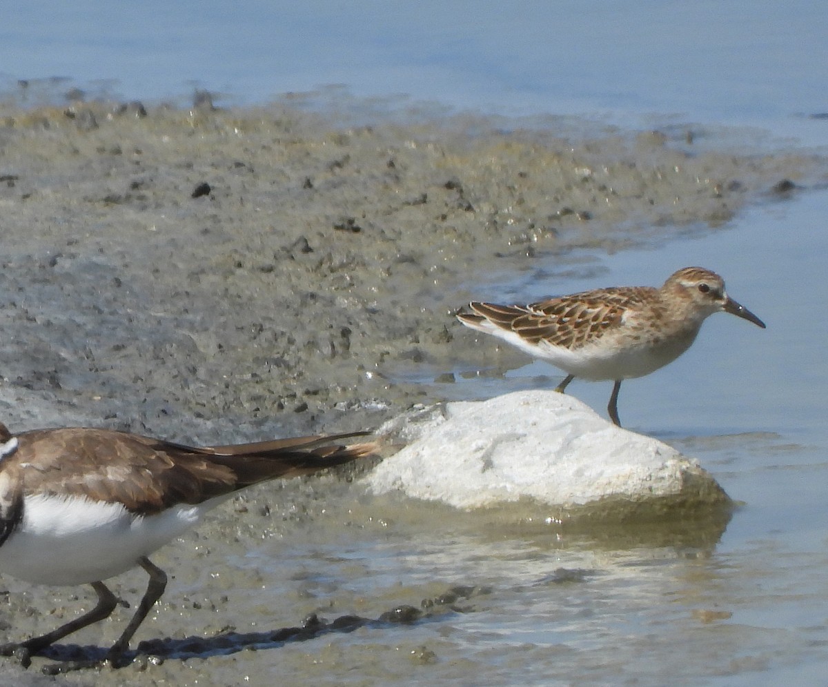 Least Sandpiper - ML623289957