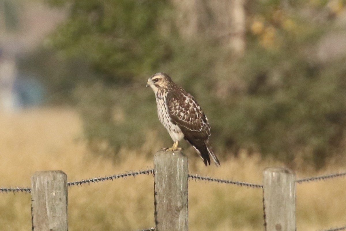 Broad-winged Hawk - ML623289972