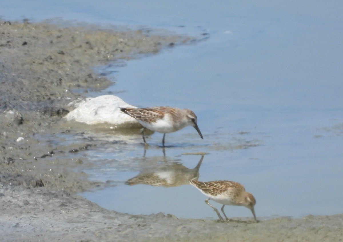 Western Sandpiper - ML623289978