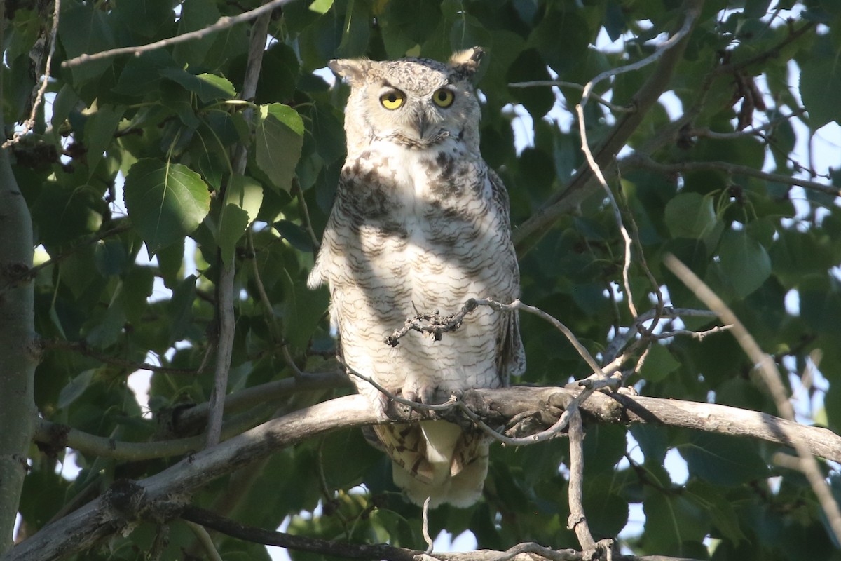 Great Horned Owl - ML623289983