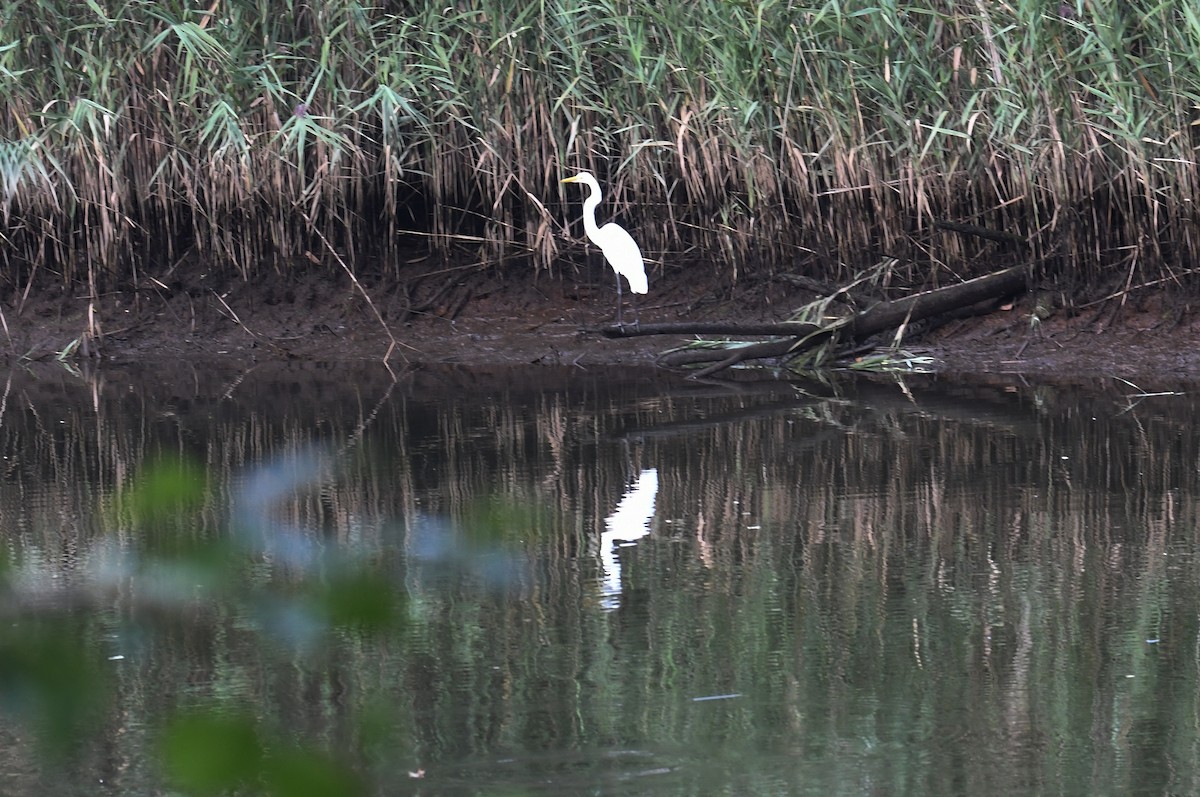 Цасч дэглий - ML623289987
