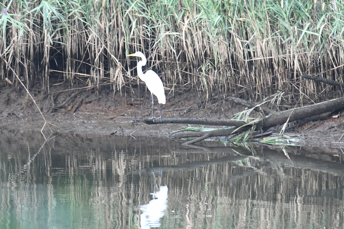 Цасч дэглий - ML623289988