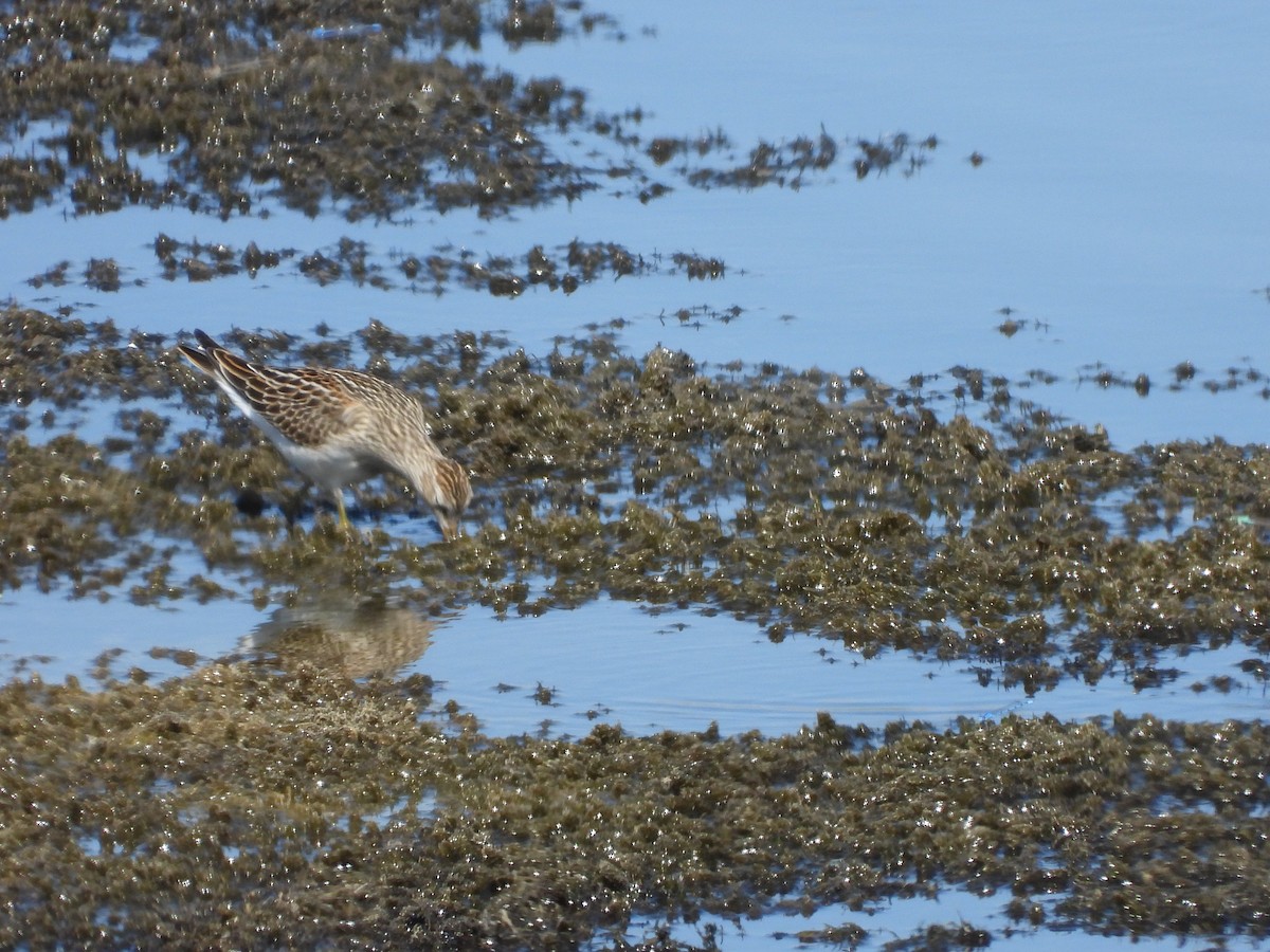 Pectoral Sandpiper - ML623289995