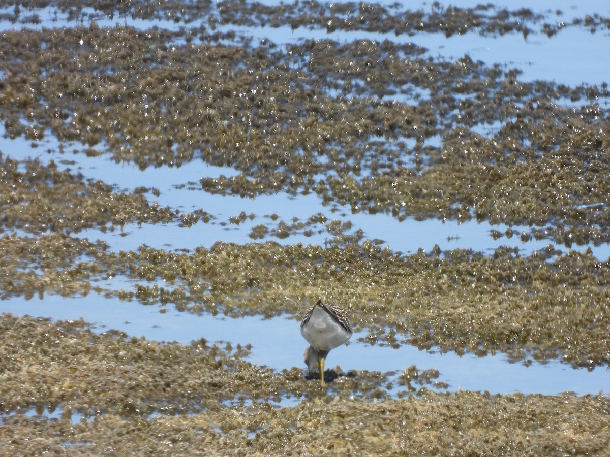 Pectoral Sandpiper - ML623289998