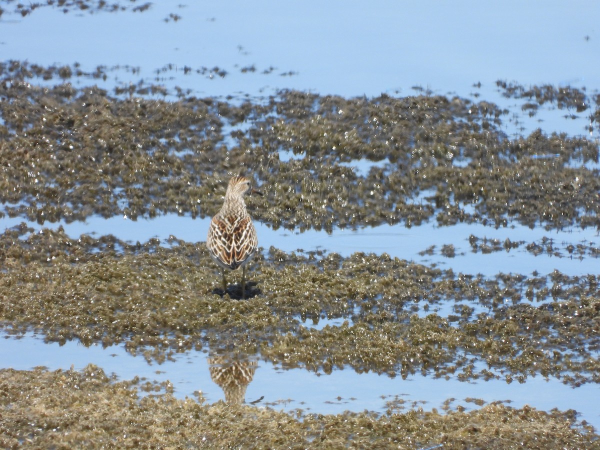 Pectoral Sandpiper - ML623290010