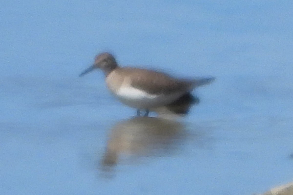 Solitary Sandpiper - ML623290054