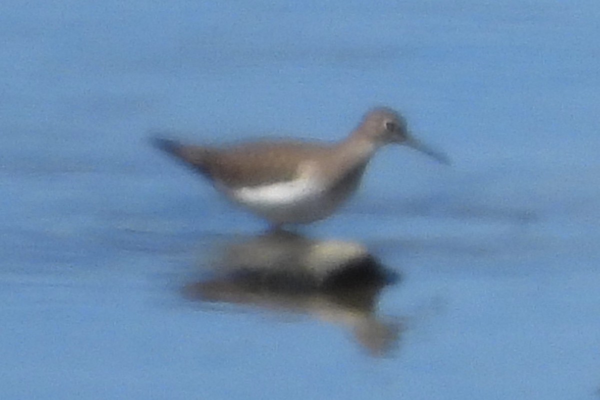 Solitary Sandpiper - ML623290055