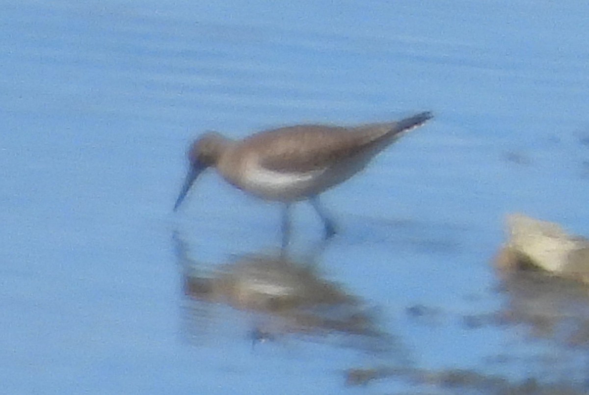 Solitary Sandpiper - ML623290056