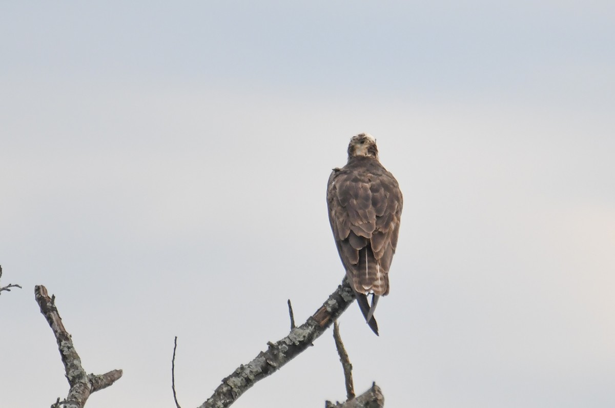 Загасч явлаг - ML623290108