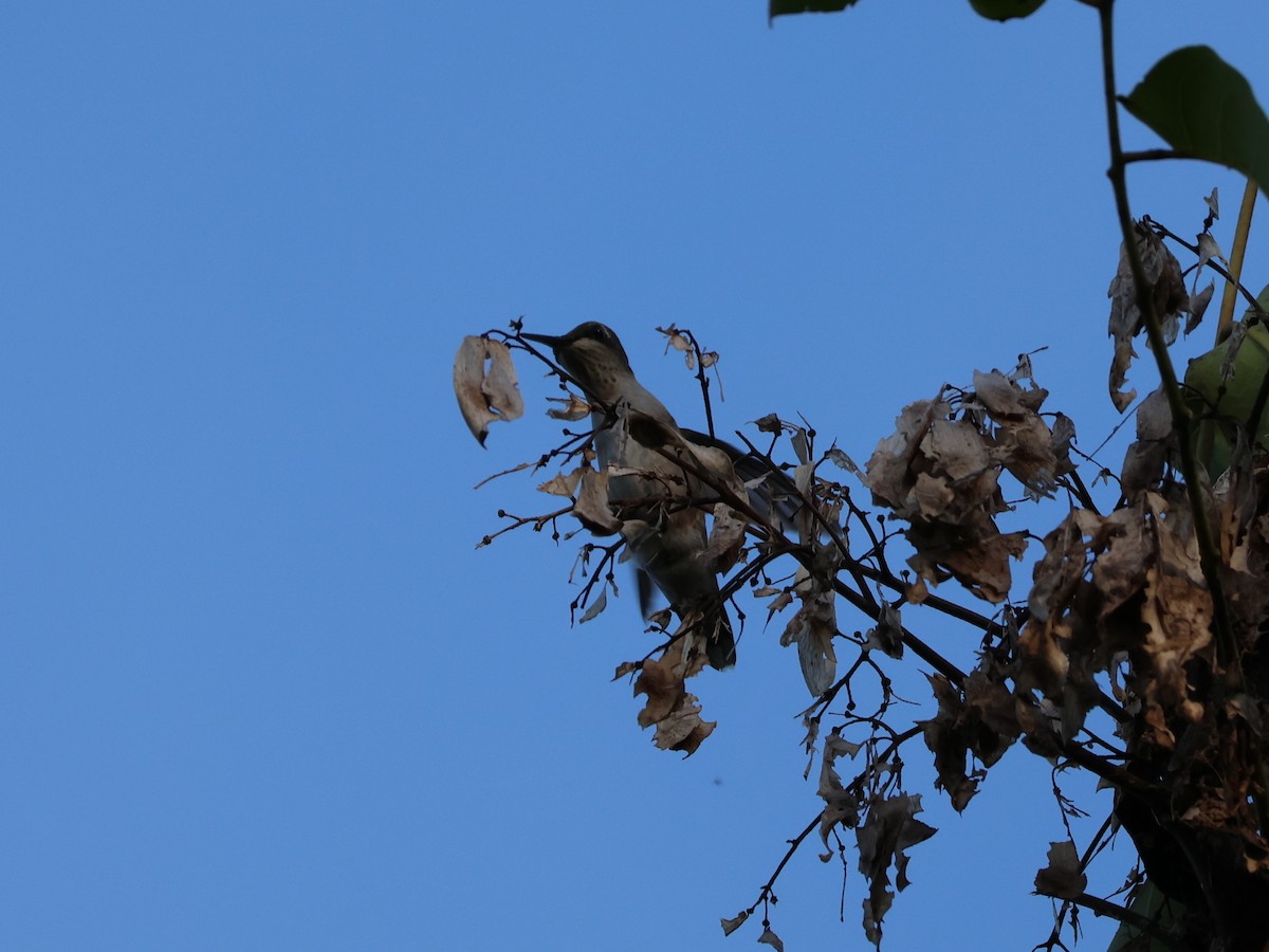 Ruby-throated Hummingbird - ML623290131