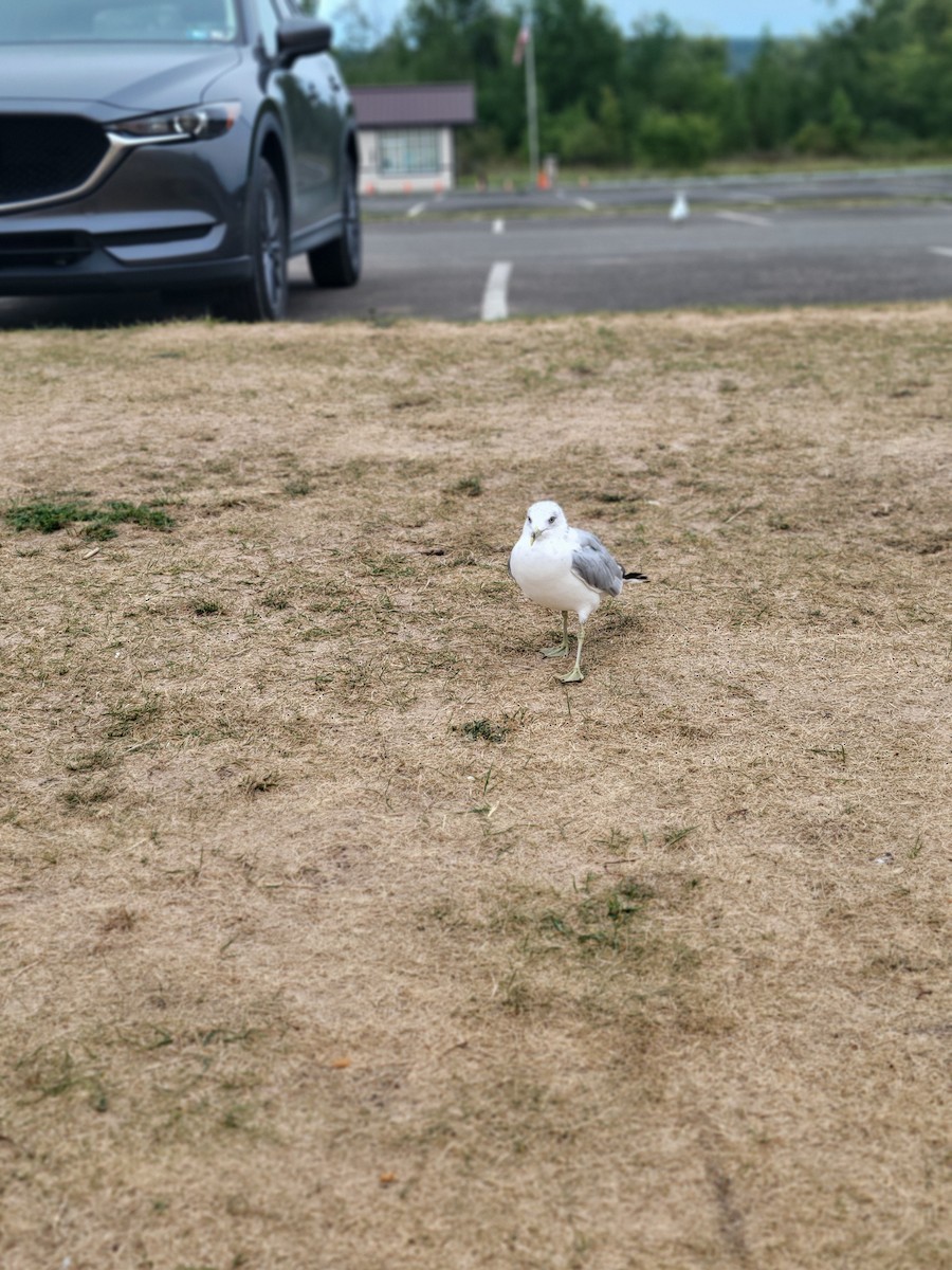 Ring-billed Gull - ML623290141