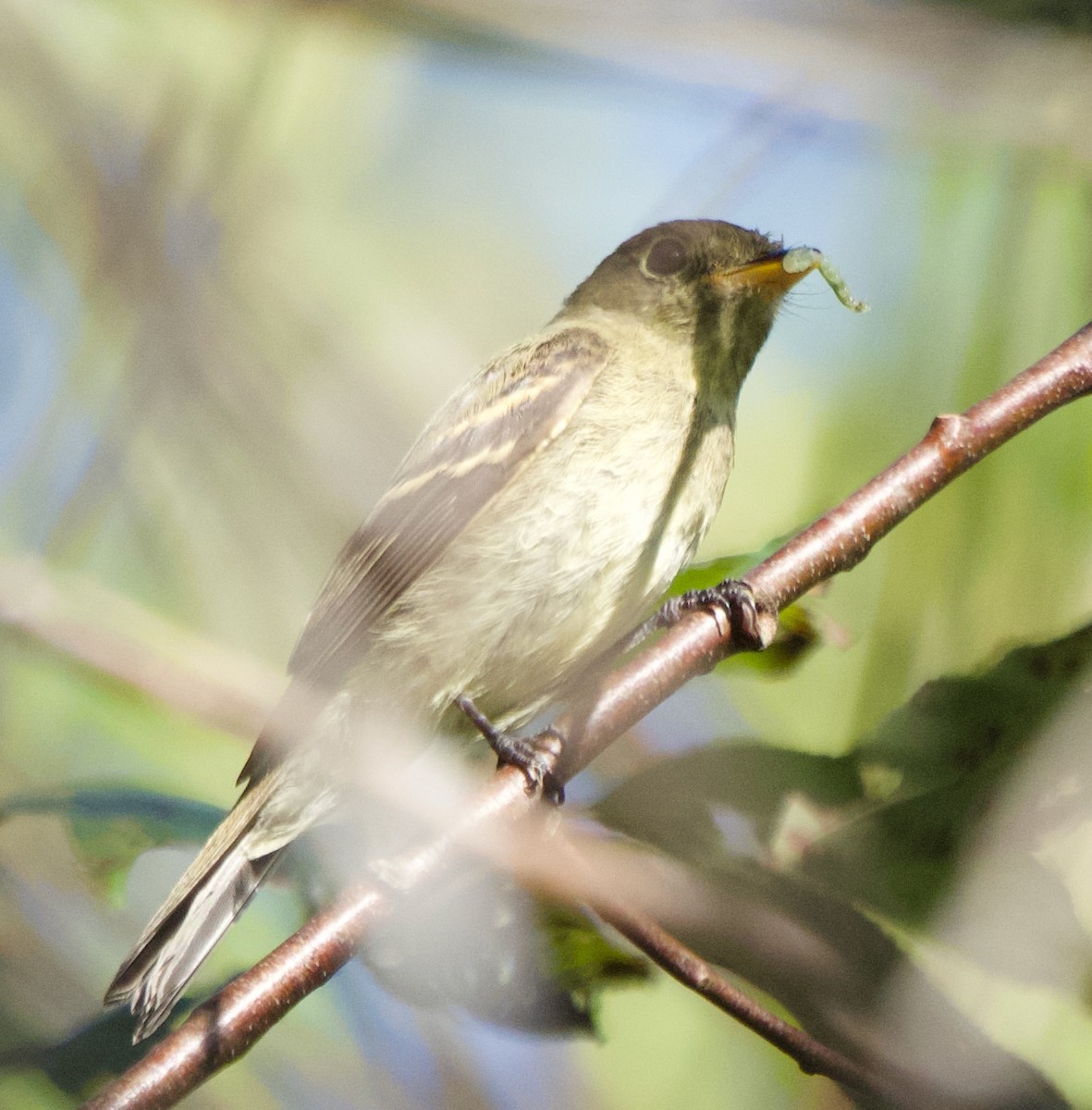 Yellow-bellied Flycatcher - ML623290148