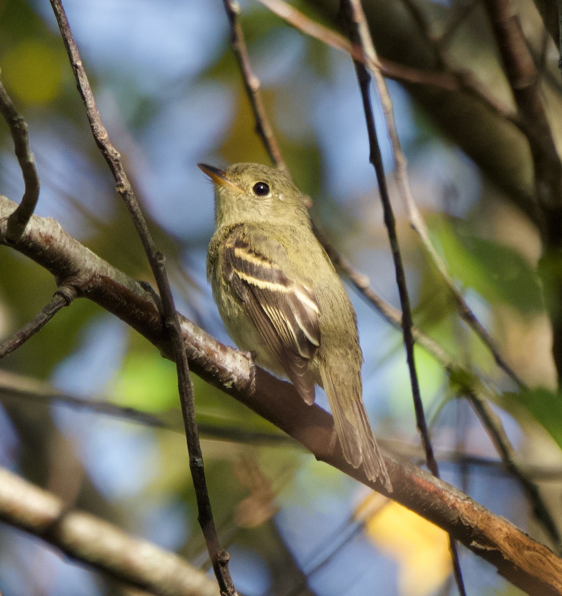 Yellow-bellied Flycatcher - ML623290149