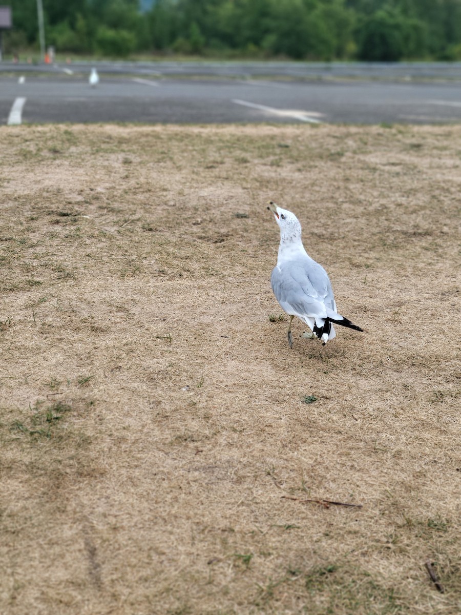 Ring-billed Gull - ML623290151