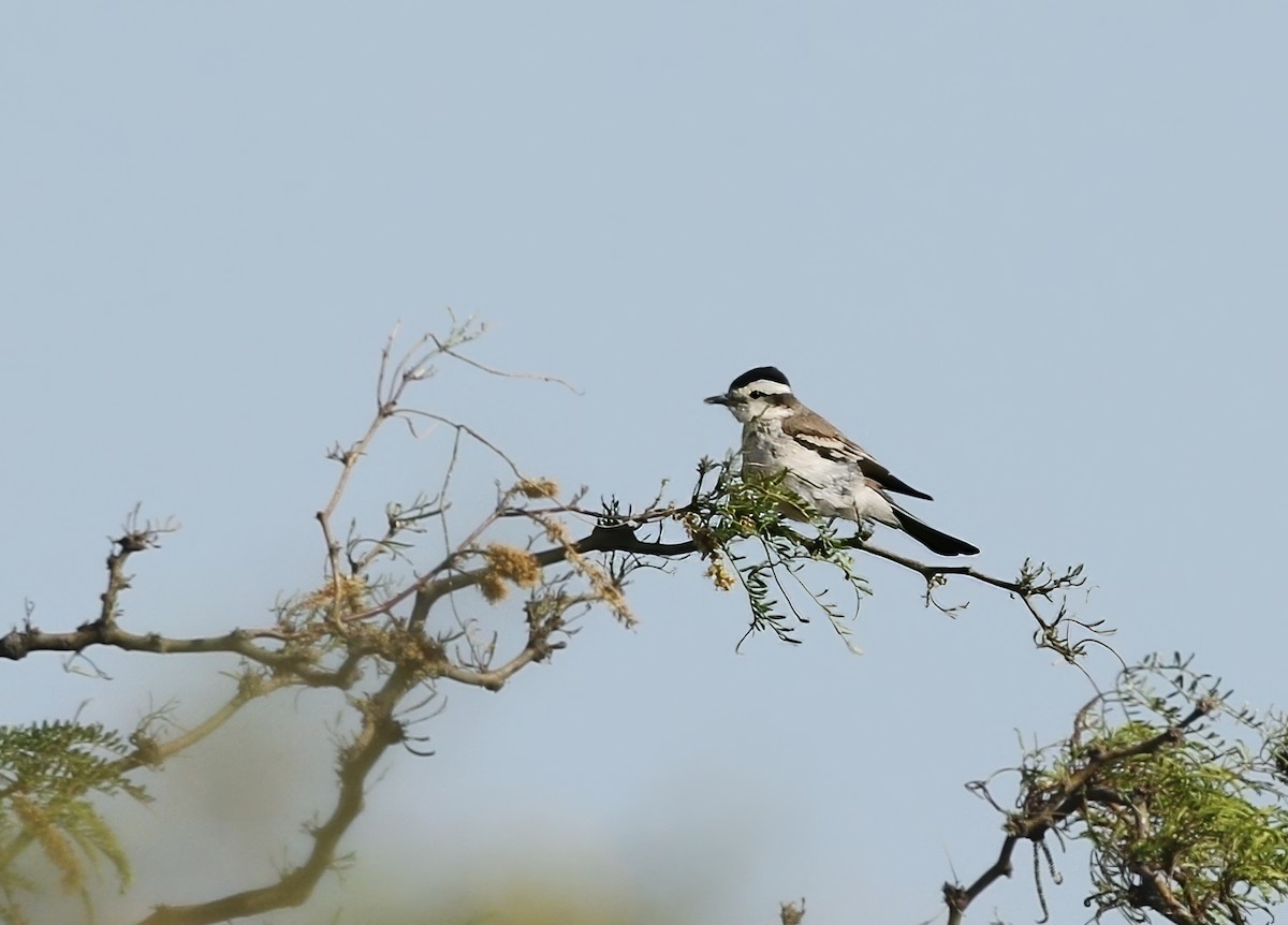 Black-crowned Monjita - ML623290210