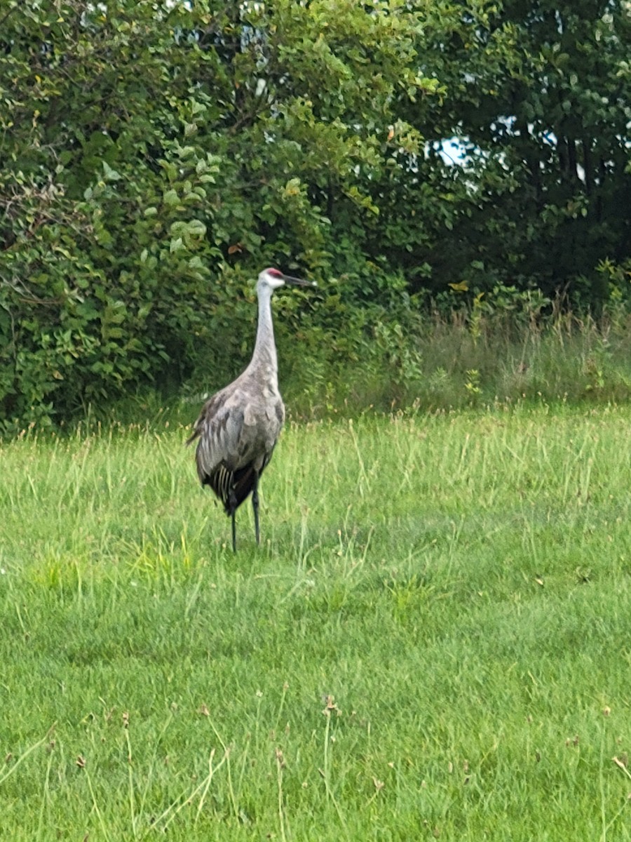 Sandhill Crane - ML623290261