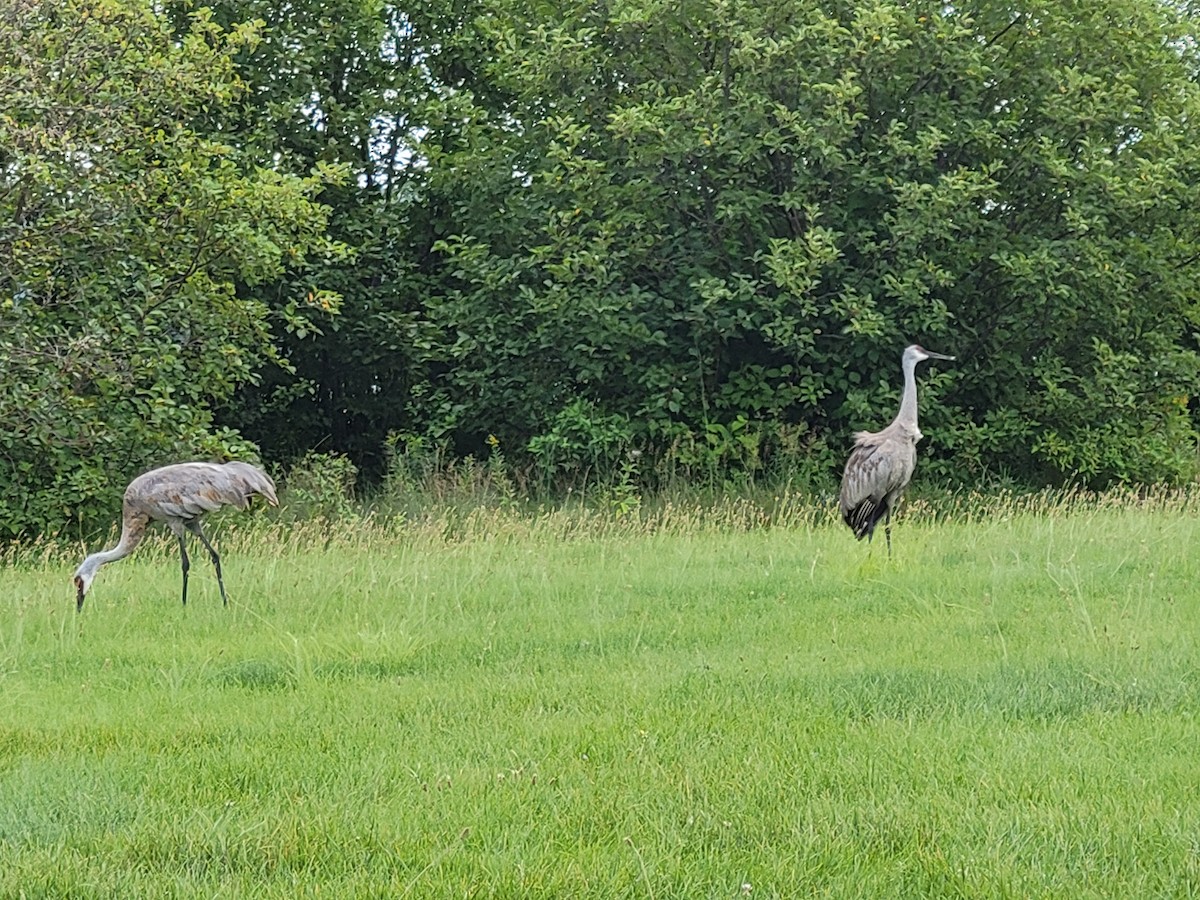 Sandhill Crane - ML623290263