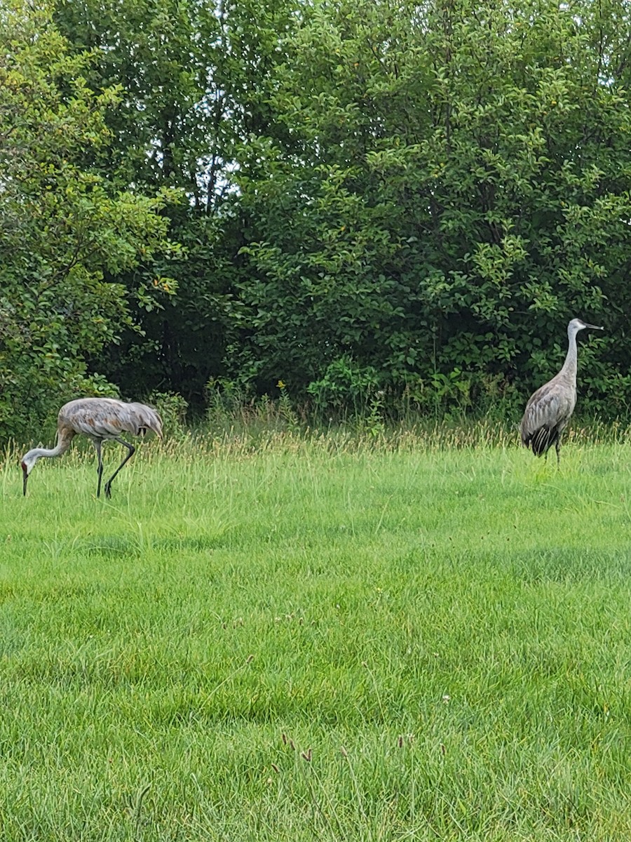 Sandhill Crane - ML623290264